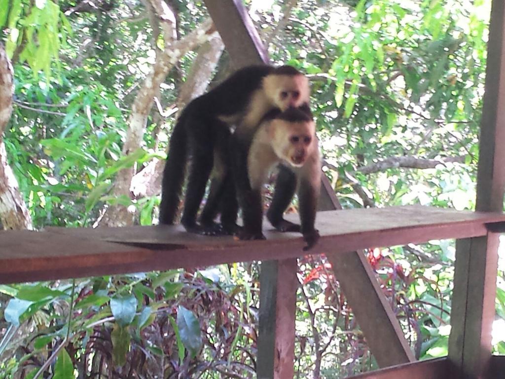 Coyaba Tropical Elegant Adult Guesthouse Manuel Antonio Exterior photo